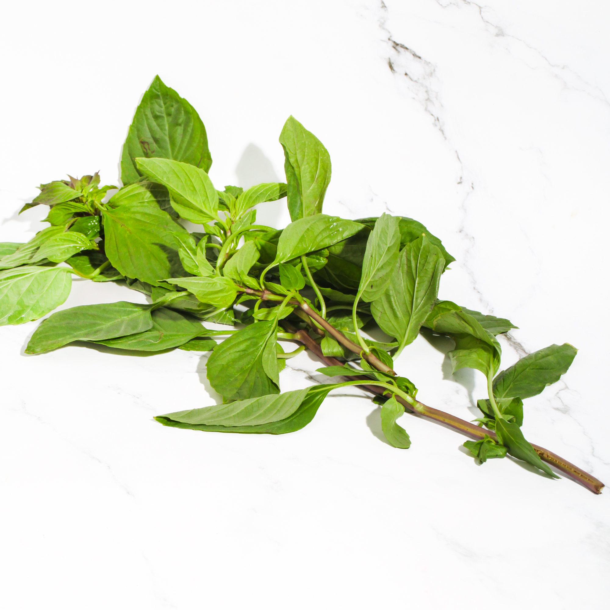 Organic Thai Sweet Basil